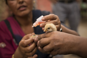 Photograph: James Glossop for The Times Sakuntala Shlwakoti vaccinates a chicken against Newcastle disease using an eye-drop in the village of Khundunabayi Gabesha Chowk in Jhapa, Nepal. In the country, an Edinburgh-based charity backed by the Bill & Melinda Gates Foundation, works to improve animal health and consequently human lives through animal disease vaccination programmes. Specifically, they target Newcastle Disease, which blights backyard poultry, killing 90%+ of the flock year after year. April 2014.