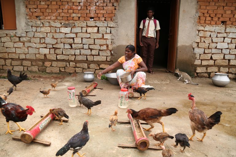 Vaccinating chickens leads to better nutrition for communities in