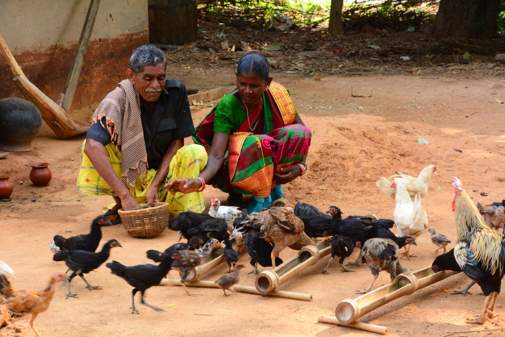 Poultry vaccination pays off for Indian farmers as demand ...